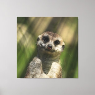 Meerkat 034 canvas print