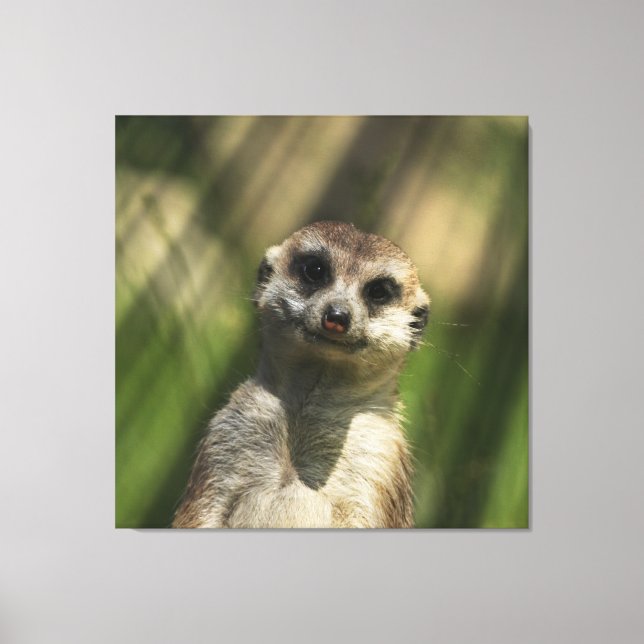 Meerkat 034 canvas print (Front)