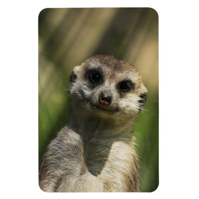 Meerkat 034 magnet (Vertical)