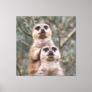 Meerkat 035 canvas print