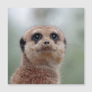 Meerkat 036