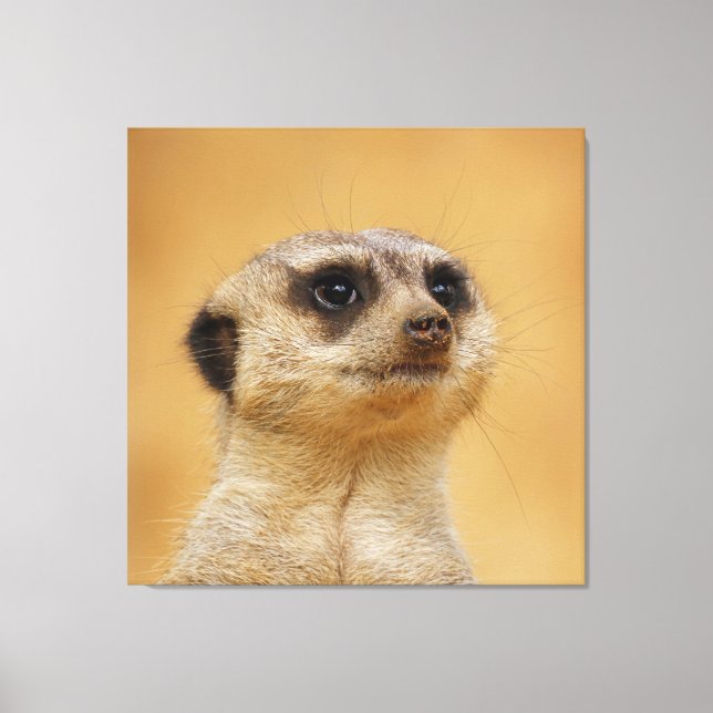 Meerkat 037 canvas print (Front)