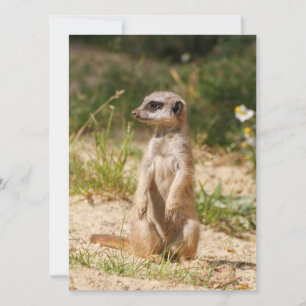 Meerkat 038 holiday card