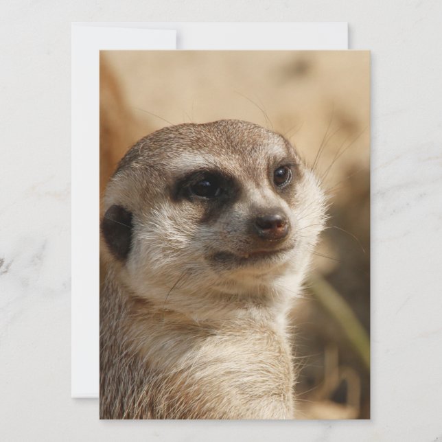 Meerkat 041 holiday card (Front)