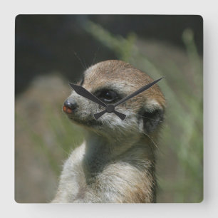 Meerkat 043 square wall clock