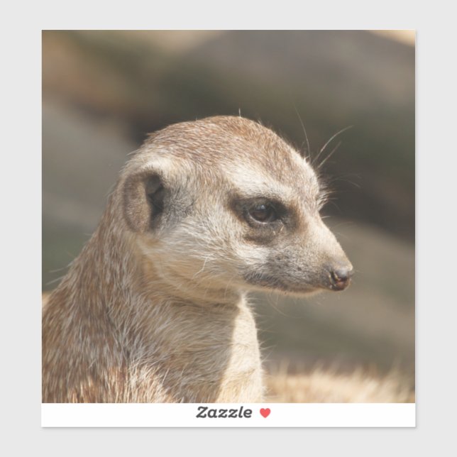 Meerkat 048 (Sheet)