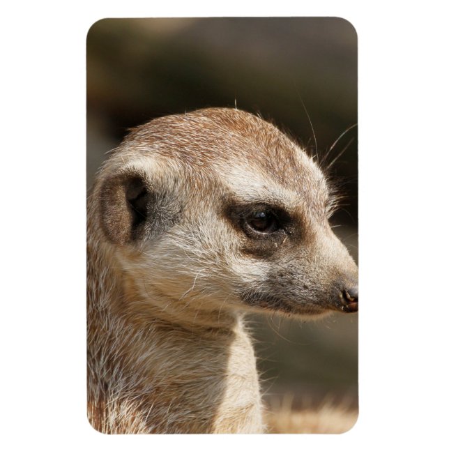 Meerkat 048 magnet (Vertical)