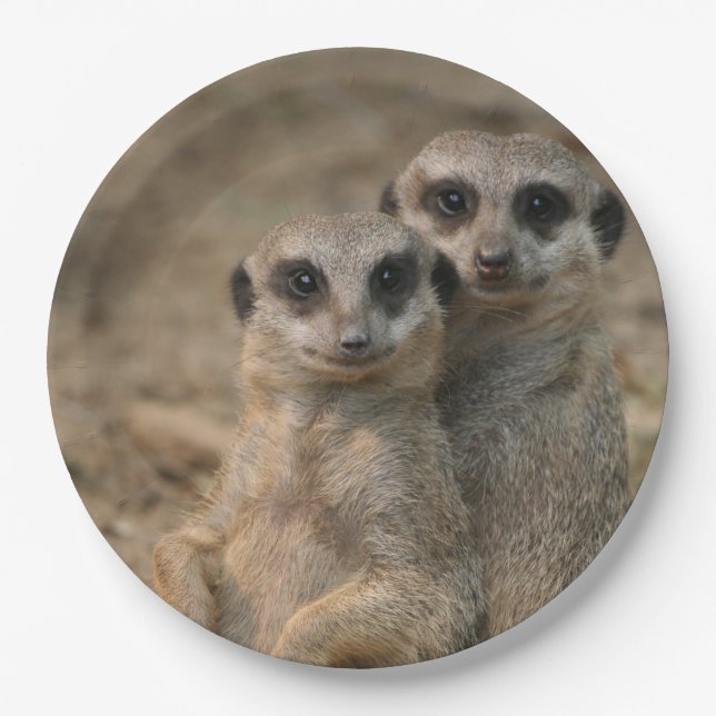 Meerkat 067 paper plate (Front)