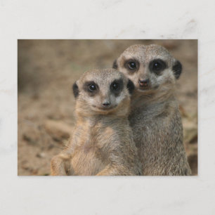Meerkat 067 postcard