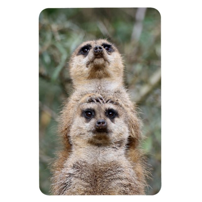 Meerkat 081 magnet (Vertical)