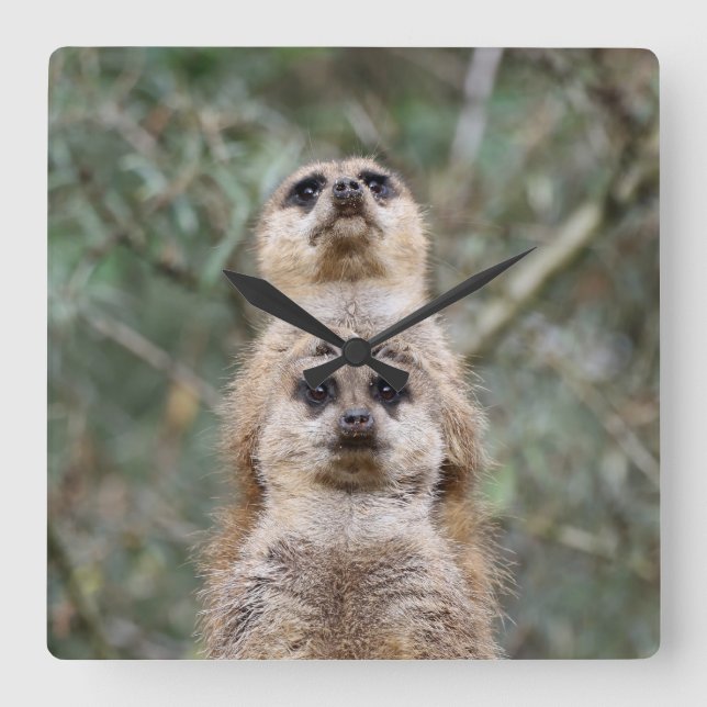 Meerkat 081 square wall clock (Front)
