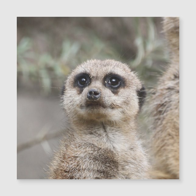 Meerkat 082 (Front)