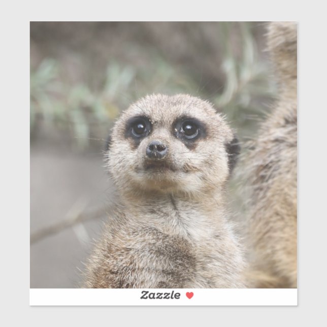 Meerkat 082 (Sheet)