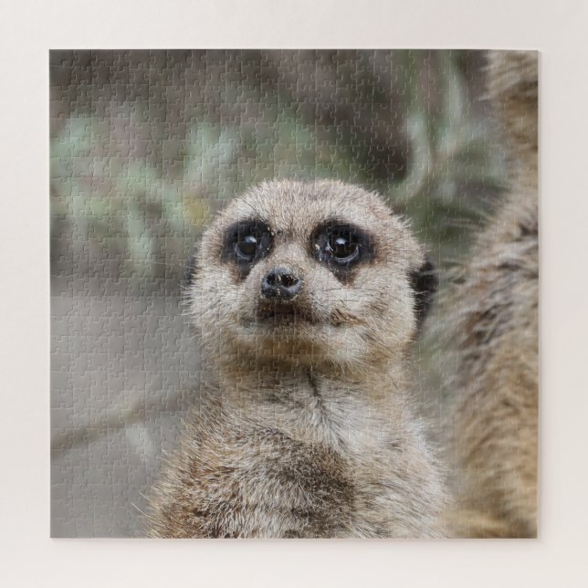 Meerkat 082 jigsaw puzzle (Vertical)