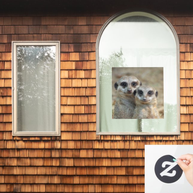 Meerkat 085 (Home Window)