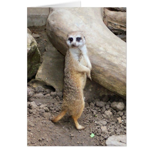Meerkat #1 (Front)