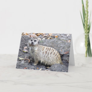 Meerkat (1043) Greeting Card