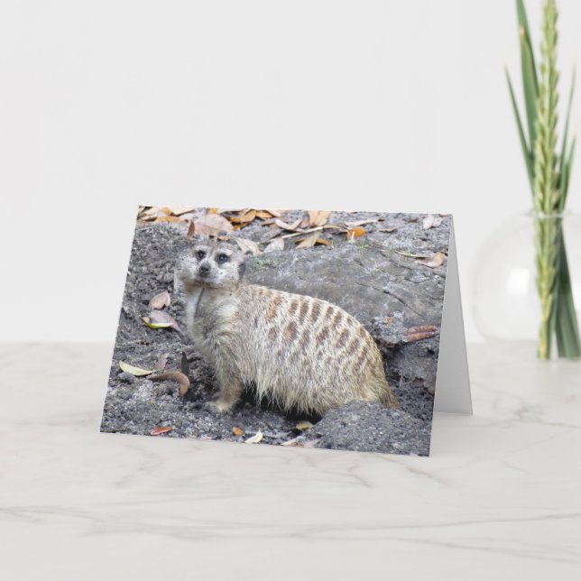 Meerkat (1043) Greeting Card (Front)