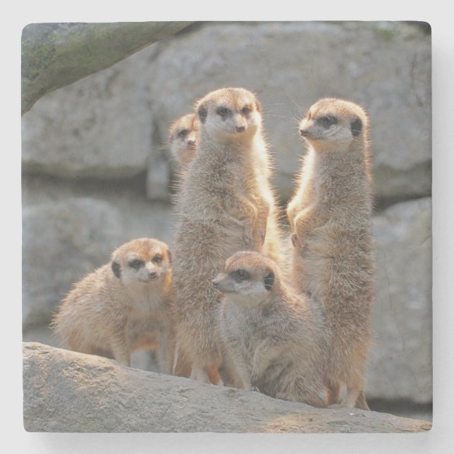 Meerkat 110 stone coaster (Front)
