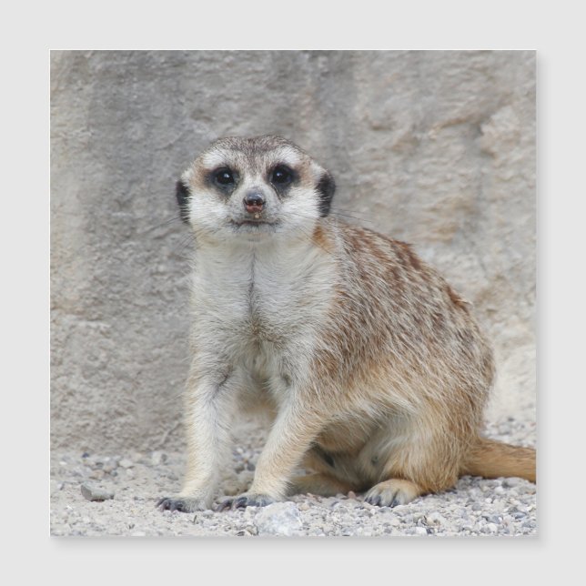 Meerkat 134 (Front)