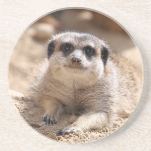 Meerkat 174 coaster