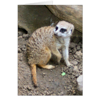 Meerkat #2