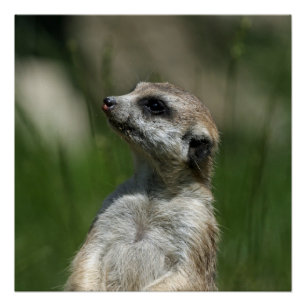 Meerkat_2014_1006 Poster
