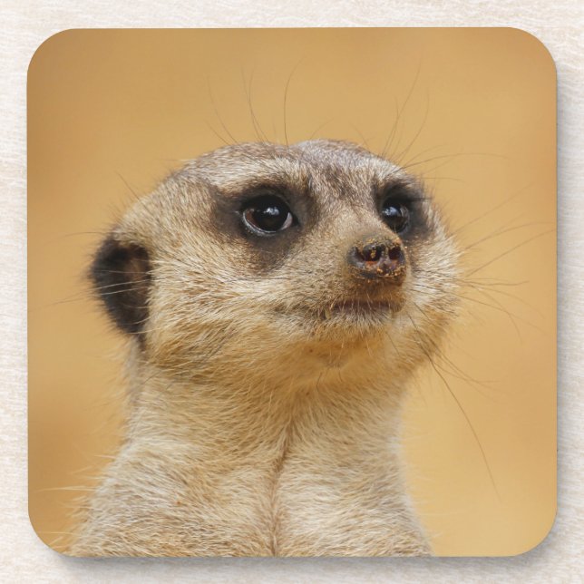 Meerkat 2014-1101 coaster (Front)
