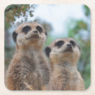 Meerkat_2015_0409 Square Paper Coaster