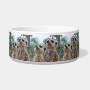 Meerkat_2015_0410