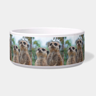 Meerkat_2015_0410