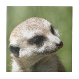 Meerkat_20171201_by_JAMFoto Tile