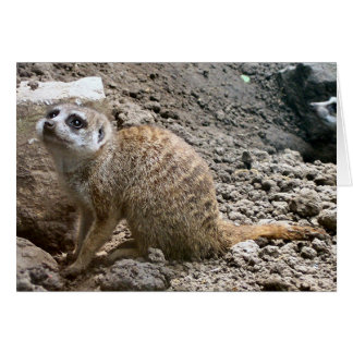 Meerkat #6