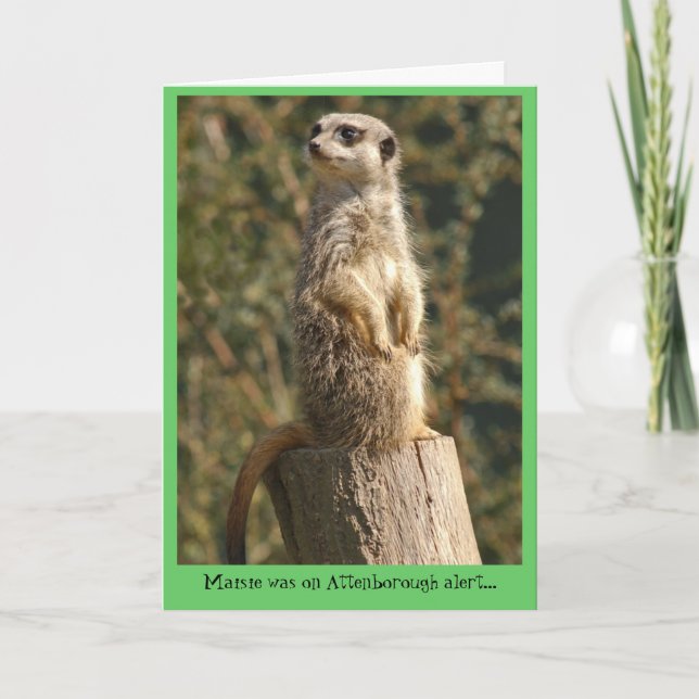 Meerkat Alert Card (Front)
