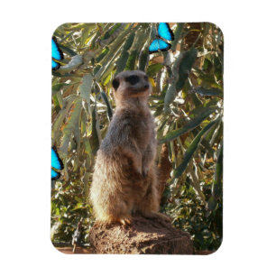 Meerkat And Blue Butterflies, Magnet