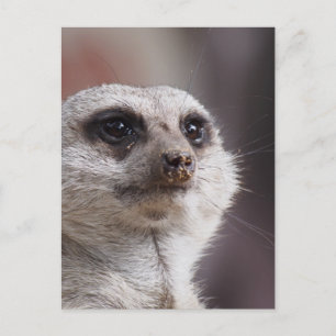 Meerkat Animal Safari Africa Cute Suricate Postcard