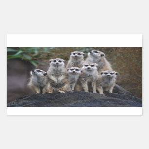 Meerkat Animal Safari Africa Cute Suricate Rectangular Sticker