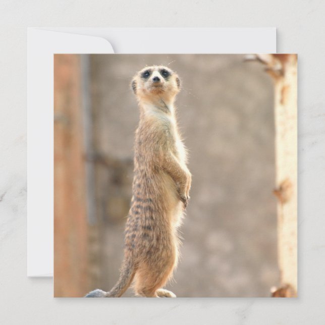 Meerkat at Attention Invitations (Front)