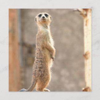 Meerkat at Attention Invitations