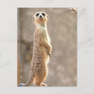 Meerkat at Attention Postcard