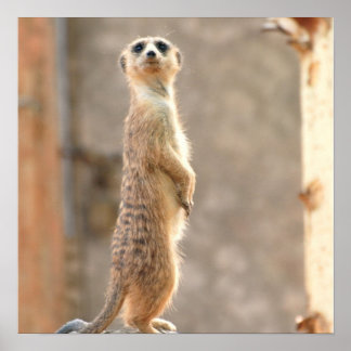 Meerkat at Attention Poster