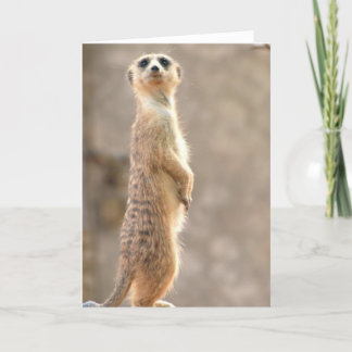 Meerkat Attention Greeting Card