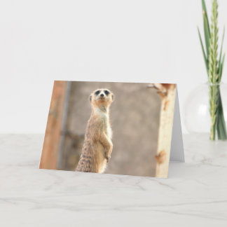 Meerkat Attention Greeting Card