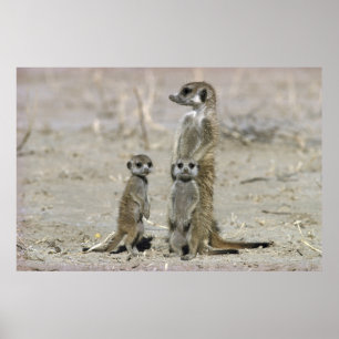 Meerkat Baby Sitter And Pups (Suricata Suricata) Poster