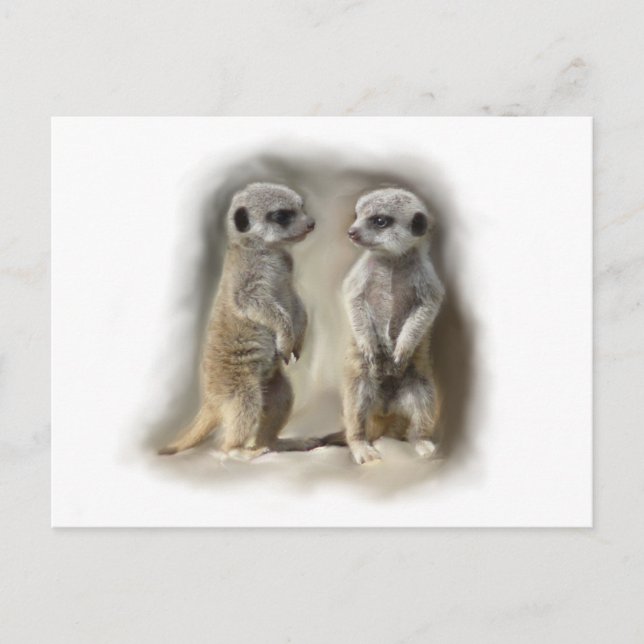 Meerkat baby twins postcard (Front)