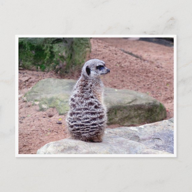 meerkat back postcard (Front)