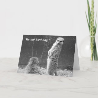 Meerkat Birthday Card