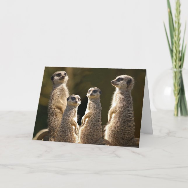 Meerkat Birthday greeting card (Front)