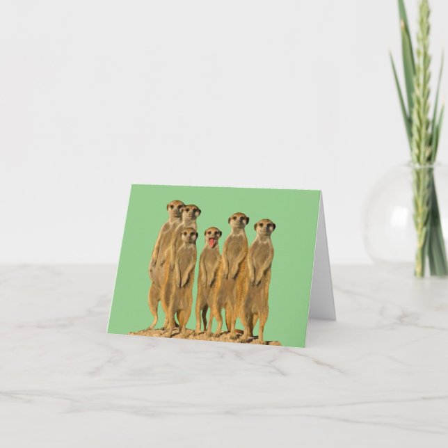 Meerkat Blank Greeting Card (Front)