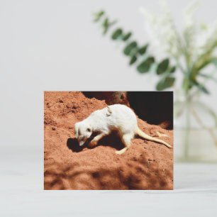 Meerkat Bug Eliminator, Postcard